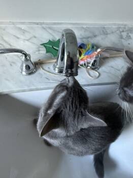 Citrico -  Domestic Short Hair Cat for Adoption in Dublin, Ohio - Citrico | PetCurious