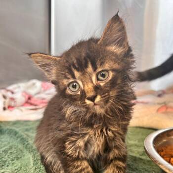 Vroom -  Domestic Short Hair Cat for Adoption in Lynchburg, Virginia - Vroom | PetCurious