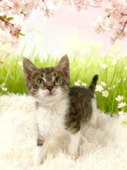 Marbels -  Domestic Short Hair Cat Available for Adoption in Tehachapi, California - Marbels | PetCurious