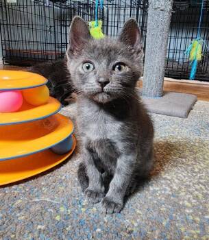Rescue Domestic Short Hair Cats for Adoption in Colorado Springs, Colorado - WILLOW | PetCurious