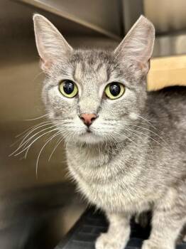 Wren -  Domestic Short Hair Cat for Adoption in Wichita, Kansas - Wren | PetCurious