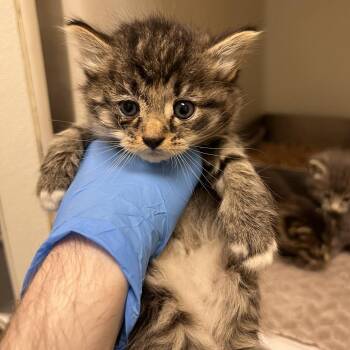 72823 -  Domestic Medium Hair Cat for Adoption in Harrisonburg, Virginia - 72823 | PetCurious