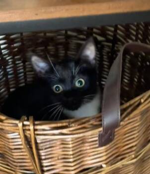 Rescue Domestic Short Hair Cats for Adoption in Mokena, Illinois - Nixie | PetCurious