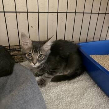 Argyle -  Domestic Short Hair Cat for Adoption in Tempe, Arizona - Argyle | PetCurious