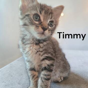 Timmy -  Tabby Cat for Adoption in Weems, Virginia - Timmy | PetCurious