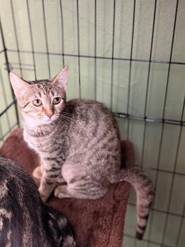 Bell -  Domestic Short Hair Cat for Adoption in Port Jervis, New York - Bell | PetCurious