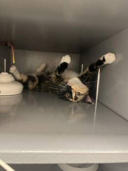 Nadia -  Domestic Short Hair Cat for Adoption in East Hartford, Connecticut - Nadia | PetCurious