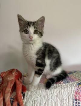 Plum Pretty -  Tabby and Domestic Medium Hair Cat for Adoption in Georgetown, Kentucky - Plum Pretty | PetCurious