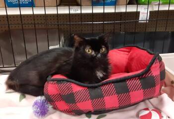 Rescue Domestic Medium Hair and Tuxedo Cats for Adoption in Deltona, Florida - Venus | PetCurious