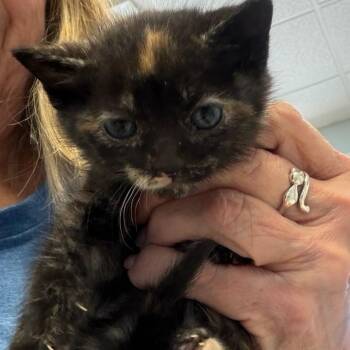 Oakley -  Domestic Short Hair Cat Available for Adoption in Greensboro, Georgia - Oakley | PetCurious