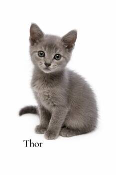 Domestic Short Hair Cats Available for Adoption in Stevensville, Michigan - Thor | PetCurious