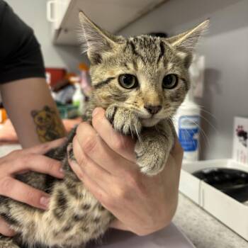 Castiel -  Domestic Short Hair Cat for Adoption in Spokane, Washington - Castiel | PetCurious