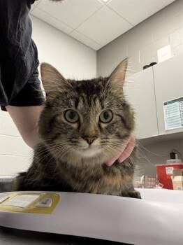 QUINN -  Domestic Short Hair Cat for Adoption in Indianapolis, Indiana - QUINN | PetCurious