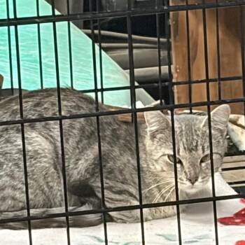 Found DQ -  Domestic Short Hair Cat for Adoption in Rochester, Minnesota - Found DQ | PetCurious