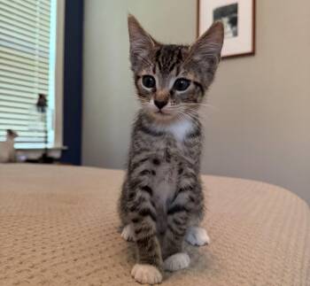 Sidon -  Domestic Short Hair Cat for Adoption in Raleigh, North Carolina - Sidon | PetCurious