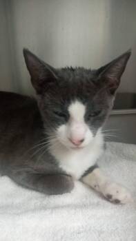 Grasshopper -  Domestic Short Hair Cat for Adoption in Burgaw, North Carolina - Grasshopper | PetCurious