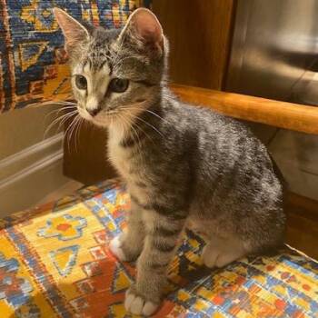 Sheriff Callie -  Domestic Short Hair Cat Available for Adoption in Las Vegas, Nevada - Sheriff Callie | PetCurious