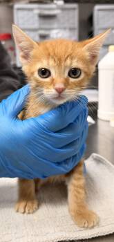 Domestic Short Hair Cats Available for Adoption in Sanford, North Carolina - Alani | PetCurious