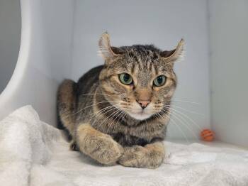 Coucou -  Highland Fold Cat for Adoption in Delson, Quebec - Coucou | PetCurious