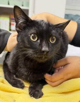 Sal -  Domestic Short Hair Cat for Adoption in Daytona Beach, Florida - Sal | PetCurious