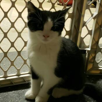 Rescue Domestic Short Hair Cats for Adoption in Seven Valleys, Pennsylvania - Molly | PetCurious