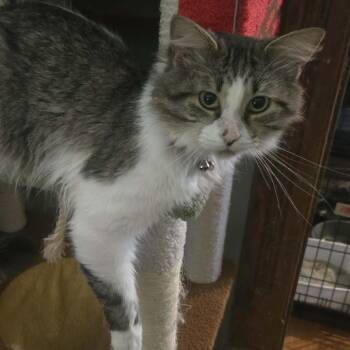 General -  Domestic Long Hair Cat for Adoption in Carmel, Indiana - General | PetCurious