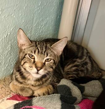 Rilee -  Domestic Short Hair Cat for Adoption in Cape Coral, Florida - Rilee | PetCurious