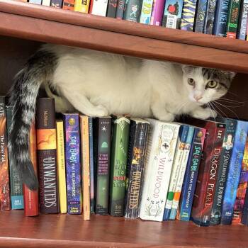 Ken -  Domestic Short Hair Cat Available for Adoption in Bloomington, Illinois - Ken | PetCurious