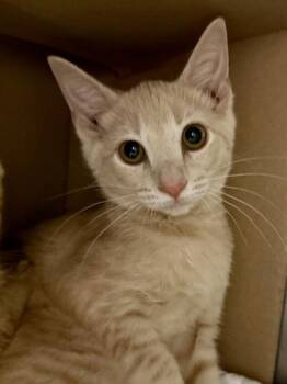 Lemon Pepper -  Domestic Short Hair Cat for Adoption in San Antonio, Texas - Lemon Pepper | PetCurious