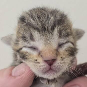 Ponyo -  Domestic Medium Hair Cat for Adoption in Fort Smith, Arkansas - Ponyo | PetCurious