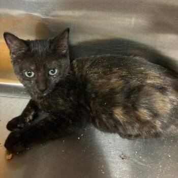 Amaretto -  Domestic Short Hair Cat for Adoption in Carencro, Louisiana - Amaretto | PetCurious