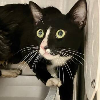 Tyler -  Domestic Short Hair Cat for Adoption in Port Charlotte, Florida - Tyler | PetCurious