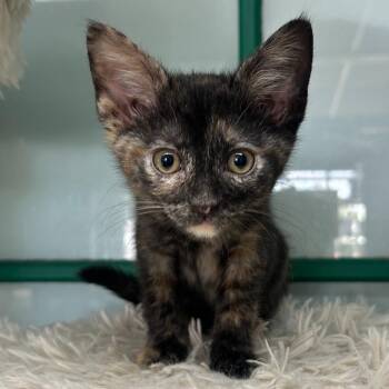 Nova -  Domestic Short Hair Cat for Adoption - Nova | PetCurious