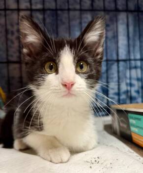 Diana -  Domestic Short Hair Cat for Adoption in Reeseville, Wisconsin - Diana | PetCurious