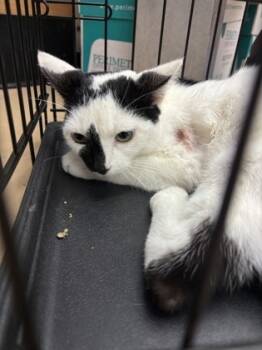 Rescue Domestic Short Hair Cats for Adoption in Chamblee, Georgia - Suzette | PetCurious