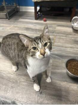 Hex -  Domestic Short Hair Cat for Adoption in Chicago, Illinois - Hex | PetCurious