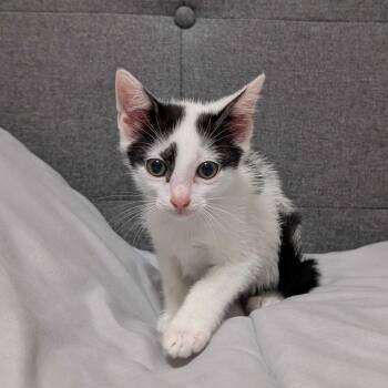 Claude -  Domestic Short Hair Cat for Adoption in Valdosta, Georgia - Claude | PetCurious
