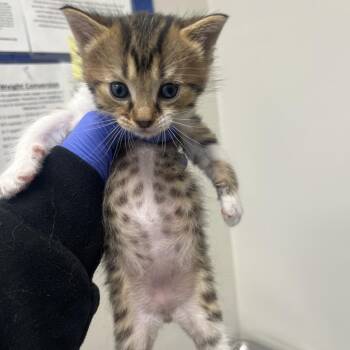 Red Umber -  Domestic Short Hair Cat for Adoption in Columbiana, Alabama - Red Umber | PetCurious
