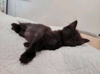 Shadow -  Domestic Medium Hair Cat for Adoption in Johnson City, Tennessee - Shadow | PetCurious
