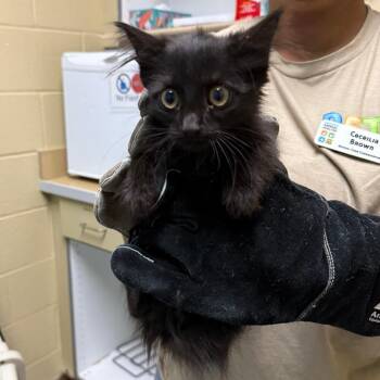 Givenchy -  Domestic Short Hair Cat for Adoption in Cheyenne, Wyoming - Givenchy | PetCurious