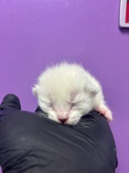 60658854 -  Domestic Short Hair Cat Available for Adoption in El Paso, Texas - 60658854 | PetCurious