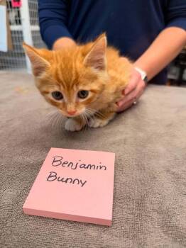 Benjamin Bunny -  Domestic Short Hair Cat for Adoption in Vancouver, Washington - Benjamin Bunny | PetCurious