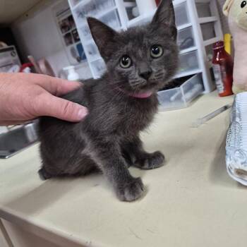 Krissy -  Domestic Short Hair Cat for Adoption in Ardmore, Oklahoma - Krissy | PetCurious