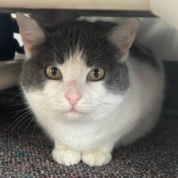 Domestic Short Hair Cats Available for Adoption - Momma Kelly | PetCurious