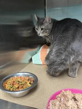 Domestic Short Hair Cats Available for Adoption in Trenton, New Jersey - Zeus (TAS #13) | PetCurious