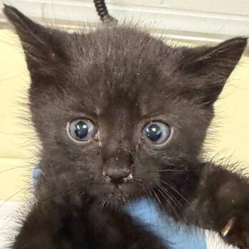 Scorpio -  Domestic Short Hair Cat for Adoption in Greenville, South Carolina - Scorpio | PetCurious