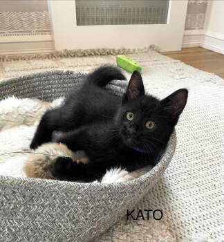 Kato -  Domestic Short Hair Cat for Adoption - Kato | PetCurious