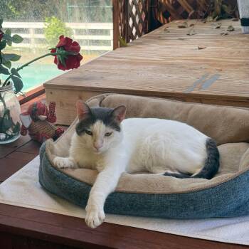 Buddha- Courtesy Post -  Domestic Short Hair Cat for Adoption in Frederick, Maryland - Buddha- Courtesy Post | PetCurious
