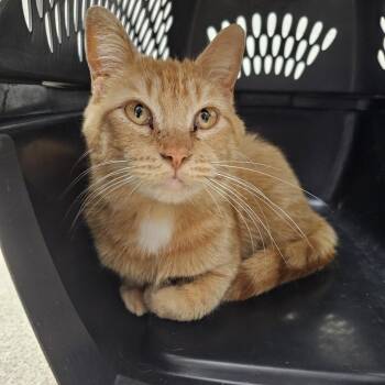 Domestic Short Hair Cats Available for Adoption in Evansville, Indiana - Ainsley | PetCurious