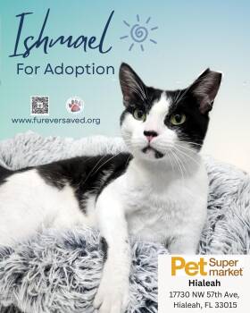 Ishmael -  Domestic Short Hair Cat Available for Adoption in Miami, Florida - Ishmael | PetCurious
